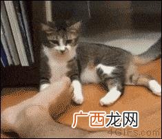 cpg500,cpg女孩创业故事