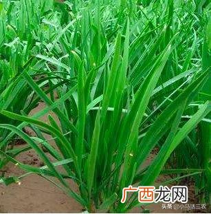韭菜的种法与时间播种,韭菜种子的种植方法和时间