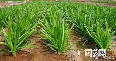 韭菜的种法与时间播种,韭菜种子的种植方法和时间
