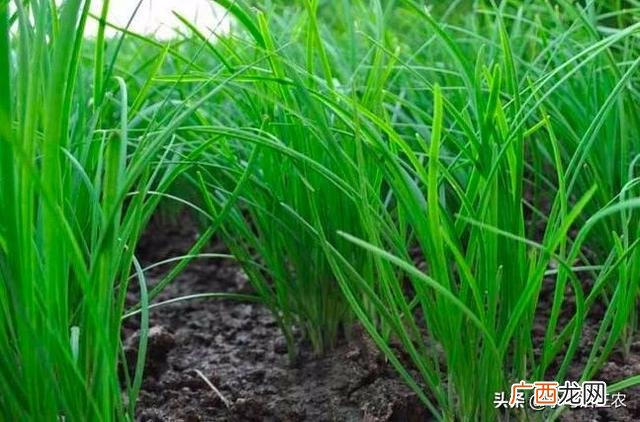 韭菜的种法与时间播种,韭菜种子的种植方法和时间