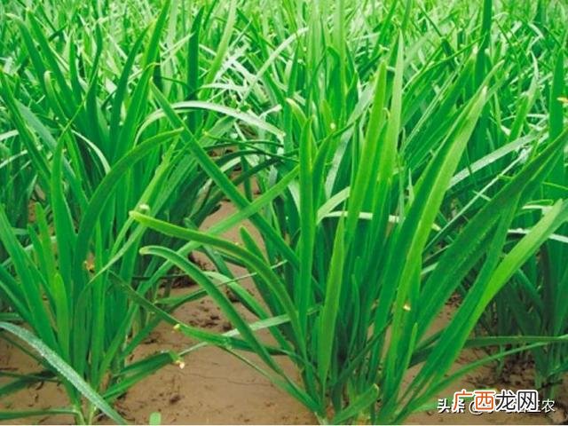 韭菜的种法与时间播种,韭菜种子的种植方法和时间