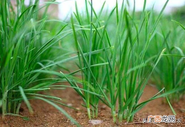 韭菜的种法与时间播种,韭菜种子的种植方法和时间