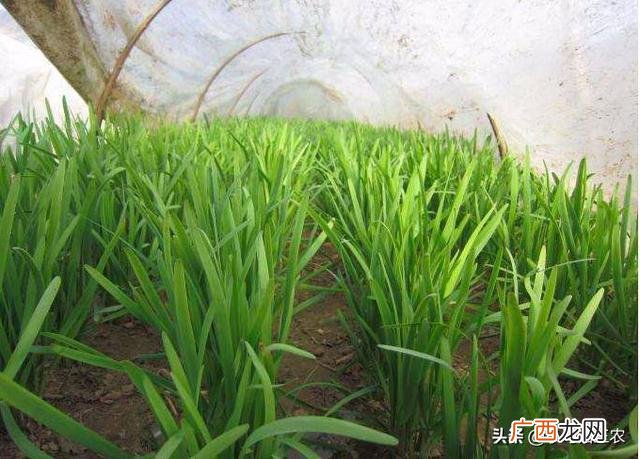 韭菜的种法与时间播种,韭菜种子的种植方法和时间