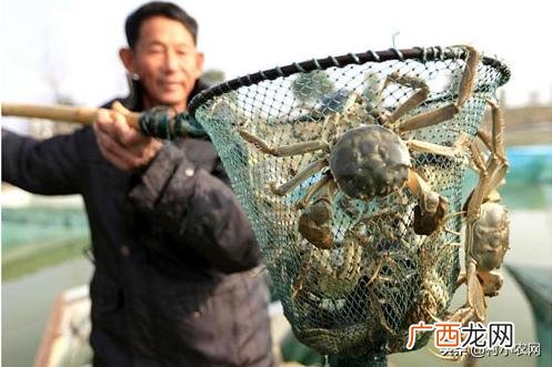 南方农村种植业什么项目好,新农业创业项目种植品种