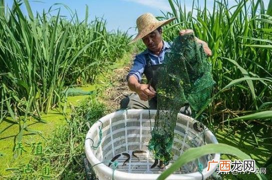 南方农村种植业什么项目好,新农业创业项目种植品种