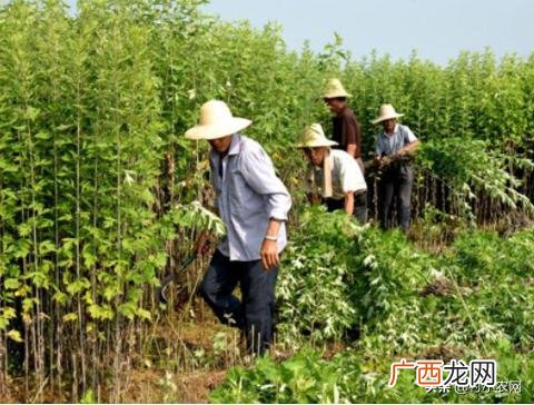 南方农村种植业什么项目好,新农业创业项目种植品种