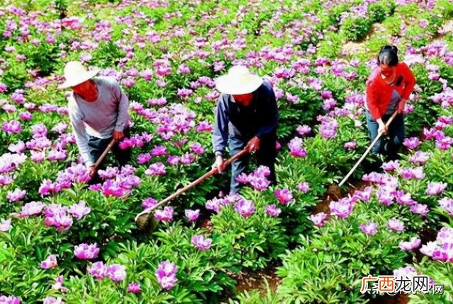 南方农村种植业什么项目好,新农业创业项目种植品种