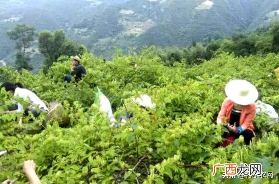 南方农村种植业什么项目好,新农业创业项目种植品种