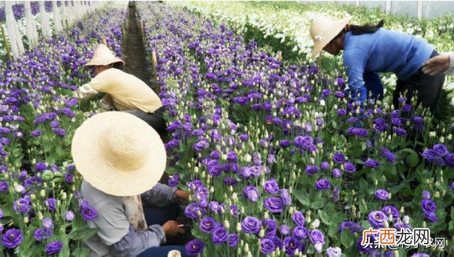 南方农村种植业什么项目好,新农业创业项目种植品种