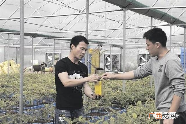 蒲庙最好吃的生榨米粉 生榨米粉创业