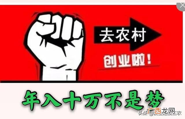 适合农村的致富小项目 农村小本创业致富项目