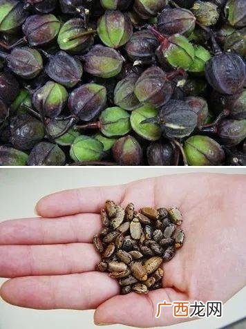 马铃薯靠什么繁殖 葡萄靠什么繁殖