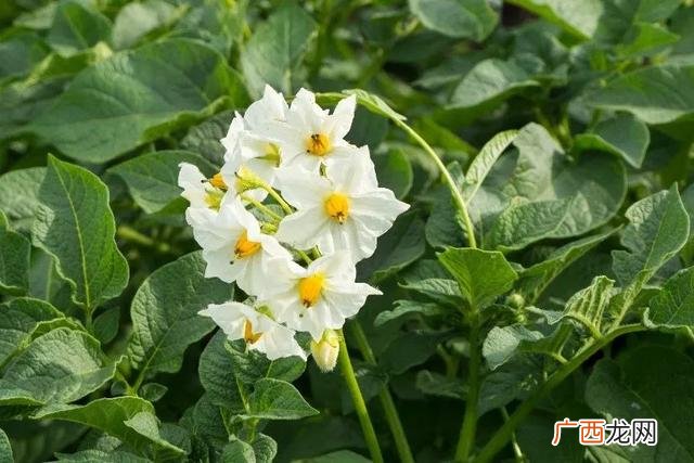 马铃薯靠什么繁殖 葡萄靠什么繁殖