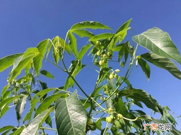 马铃薯靠什么繁殖 葡萄靠什么繁殖