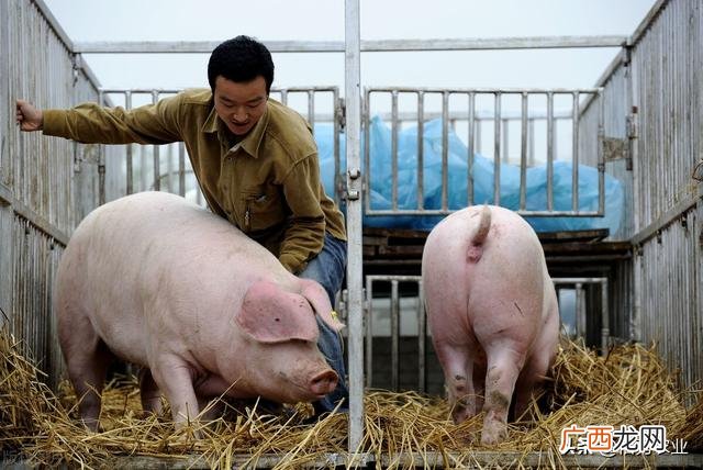 成本低的暴利养殖 种植养殖创业网