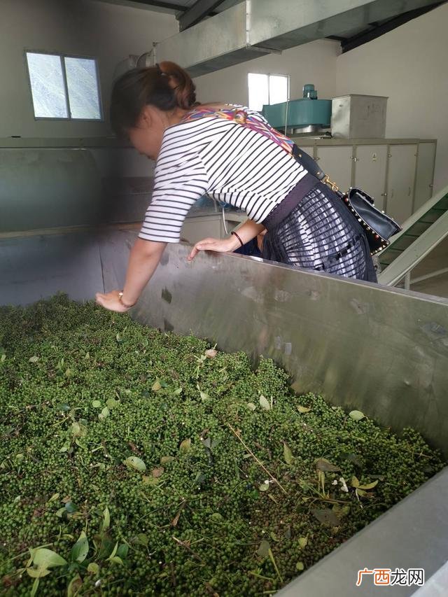 网红是真有钱还是假有钱,网红带人创业是真的吗