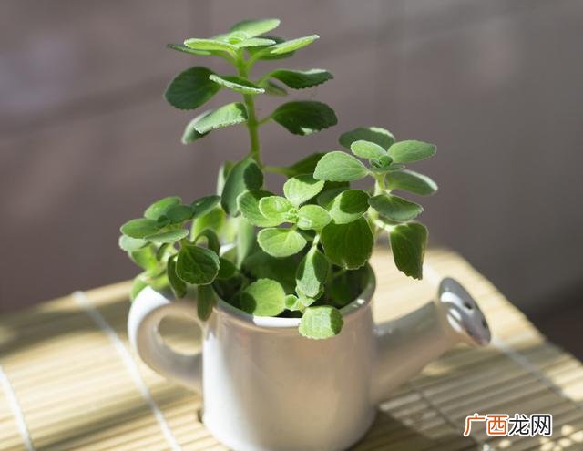 养什么花有助睡眠,有助于睡眠的盆栽花草