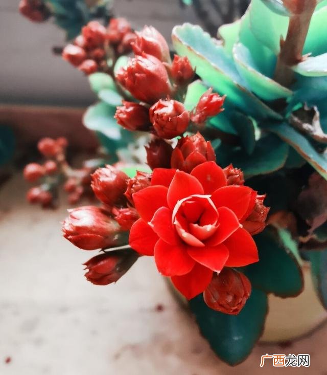 养什么花有助睡眠,有助于睡眠的盆栽花草