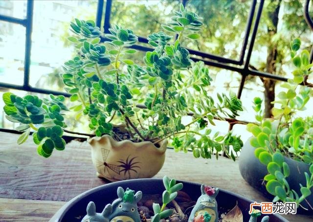 养什么花有助睡眠,有助于睡眠的盆栽花草