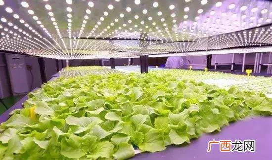 制氧厂哪个岗位好 菌菇厂普工是做什么的