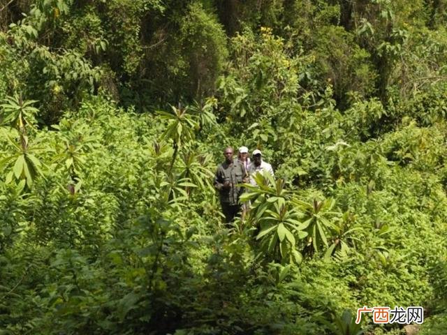 卢旺达基加利国际机场,基加利国际机场
