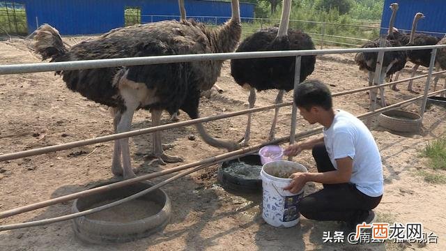 南县别墅农庄地址,武汉创业农庄别墅