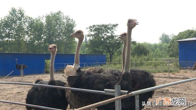 南县别墅农庄地址,武汉创业农庄别墅