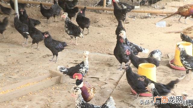 南县别墅农庄地址,武汉创业农庄别墅