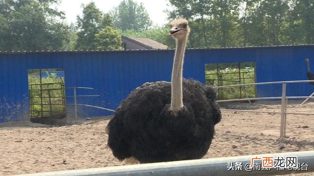 南县别墅农庄地址,武汉创业农庄别墅