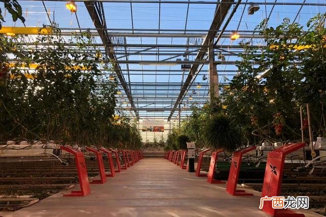 大棚种植什么最赚钱不愁销路,我国温室大棚发展现状和趋势