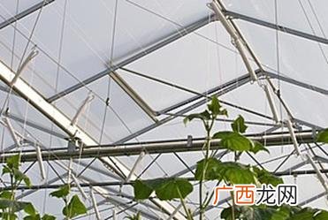 大棚种植什么最赚钱不愁销路,我国温室大棚发展现状和趋势