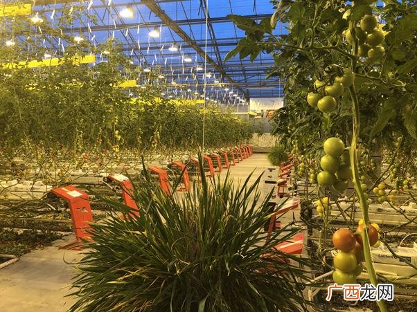 大棚种植什么最赚钱不愁销路,我国温室大棚发展现状和趋势