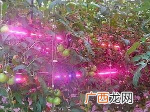 大棚种植什么最赚钱不愁销路,我国温室大棚发展现状和趋势