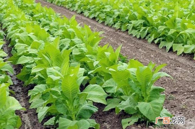 农村创业的好项目养殖业 农民创业项目