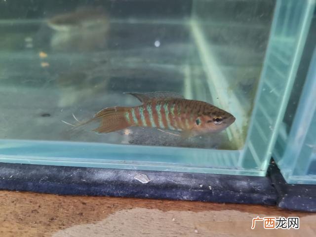 养鱼为什么说入坑,养鱼坑怎么钓鱼