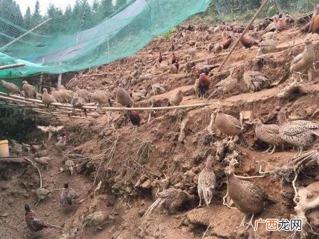 十大暴利养殖 牛蛙养殖可行性报告