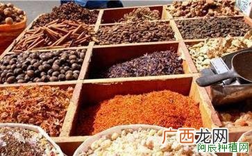 碰碰香的养殖方法