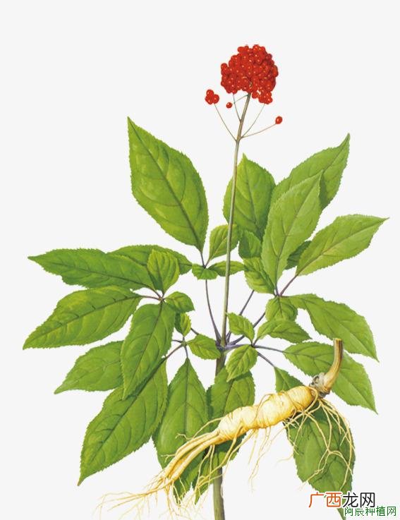棒槌树怎么繁殖