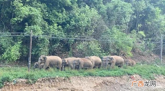 全国检疫性有害生物,检疫性有害生物风险分析有哪几个阶段