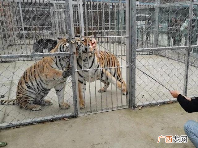 全国检疫性有害生物,检疫性有害生物风险分析有哪几个阶段