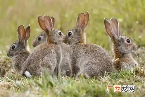 全国检疫性有害生物,检疫性有害生物风险分析有哪几个阶段