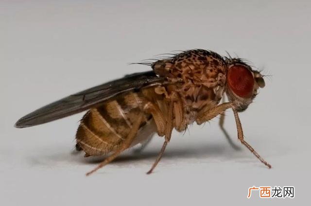 全国检疫性有害生物,检疫性有害生物风险分析有哪几个阶段