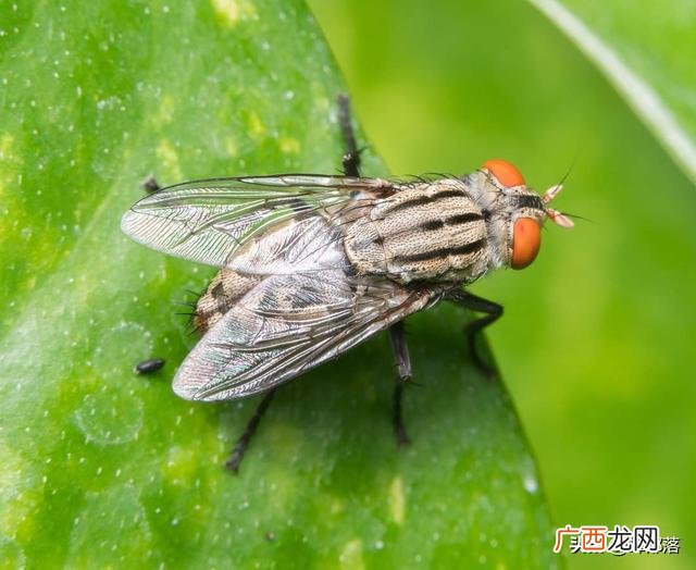 农村在家养殖 室内养殖什么动物赚钱