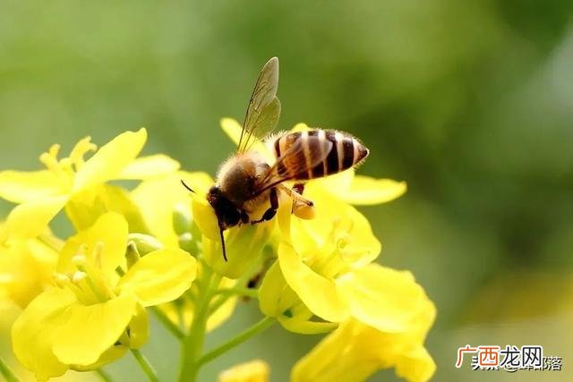 农村在家养殖 室内养殖什么动物赚钱