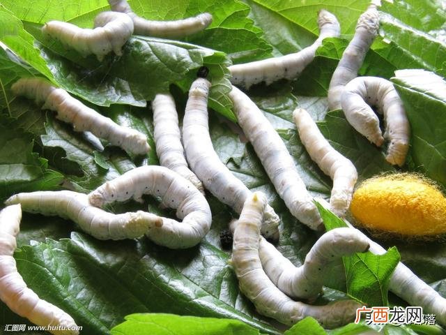 农村在家养殖 室内养殖什么动物赚钱