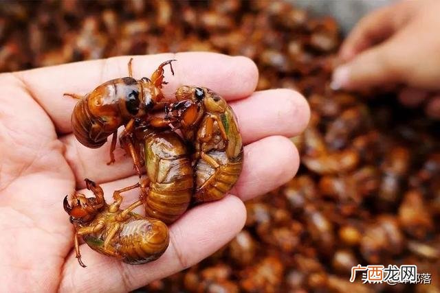 农村在家养殖 室内养殖什么动物赚钱