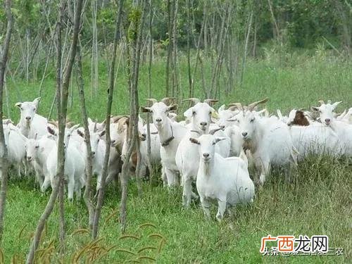 农业养殖创业项目 科技农业创业项目