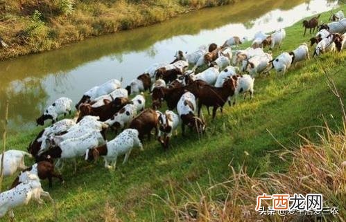 农业养殖创业项目 科技农业创业项目
