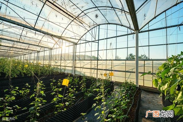 低价急售一批大棚钢架 旧蔬菜钢管大棚转让