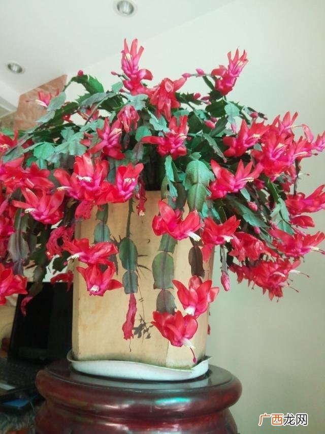 使用3个小方法，花期开满花，开成花树 秋天养蟹爪兰的注意事项